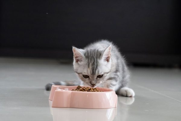 When Can Kittens Eat Solid Food? Vet-Approved Facts & FAQ - Catster