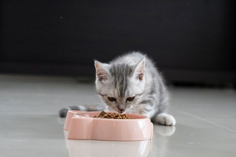 When Can Kittens Eat Solid Food? VetApproved Facts & FAQ Catster