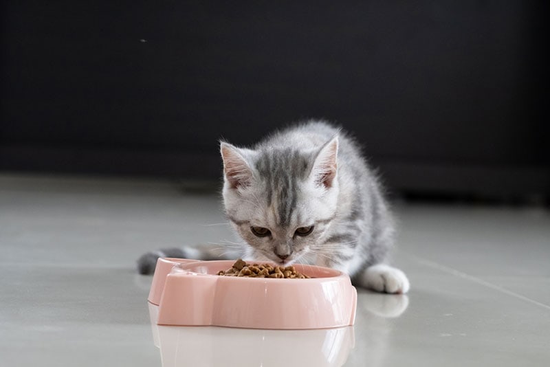 little kitten eating food from the feeding bowl