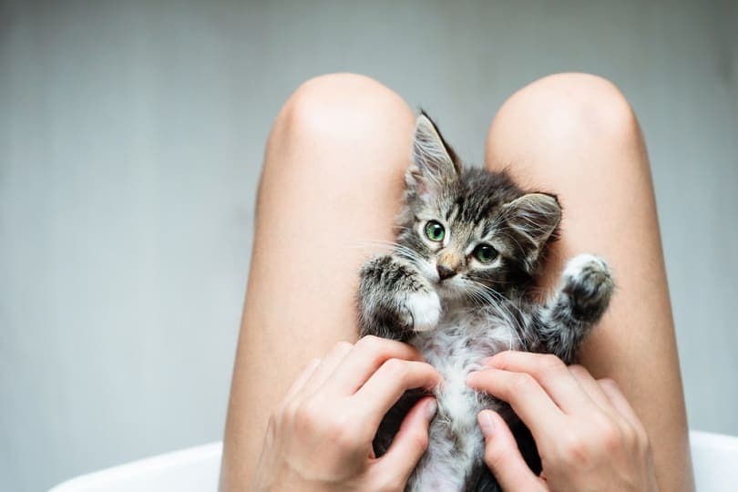 little kitten lying in its owners lap
