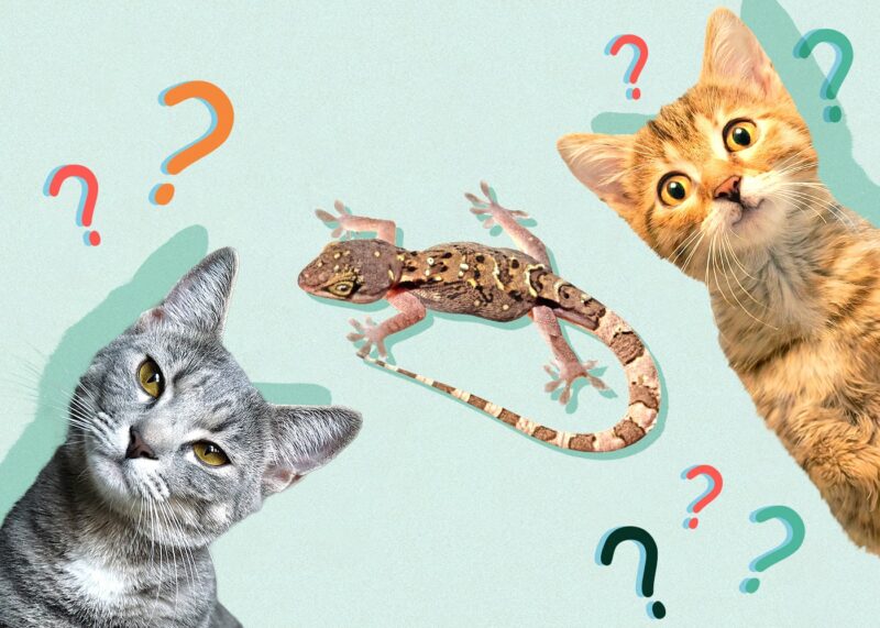 Can Cats Eat Lizards