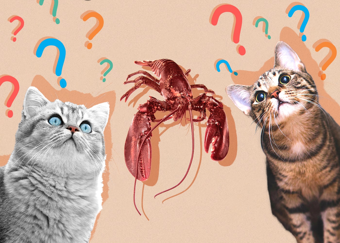 Can Cats Eat Lobster