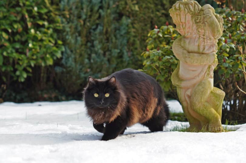 black long-haired cat winter snow