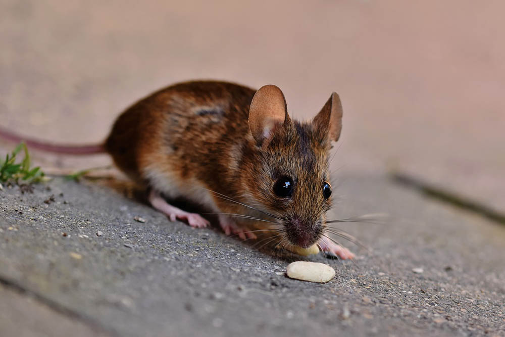 long-tailed mouse close up