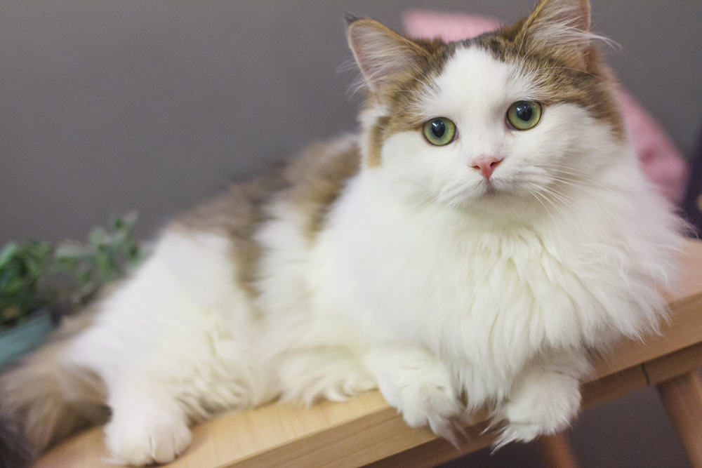 longhaired munchkin cat