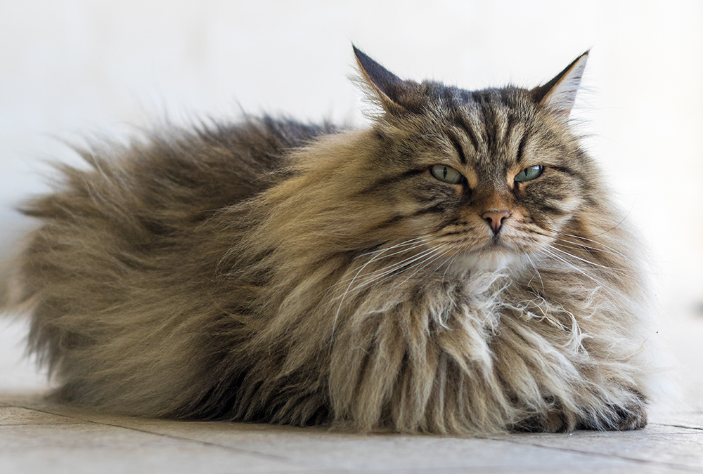 longhaired tabby cat