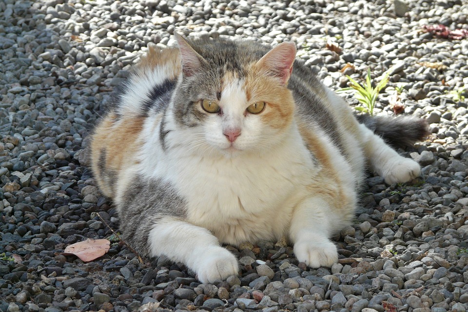fat overweight cat lying on the ground