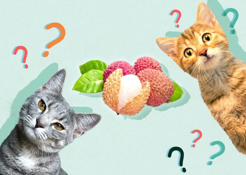 Can Cats Eat Lychee