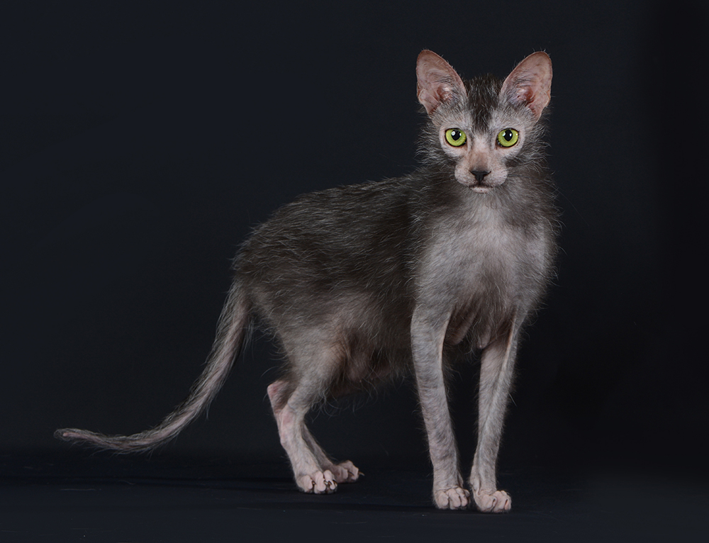 Lykoi cat on black background