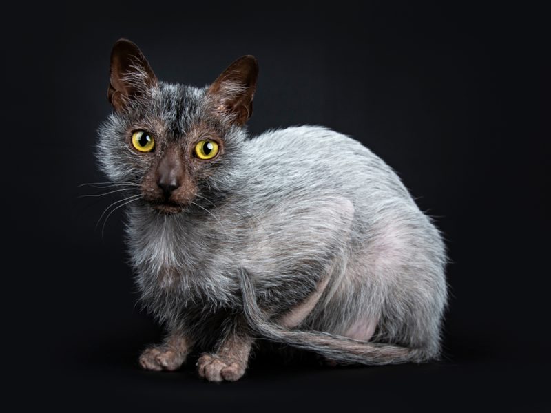 Lykoi cat werewolf cat crouching isolated black background
