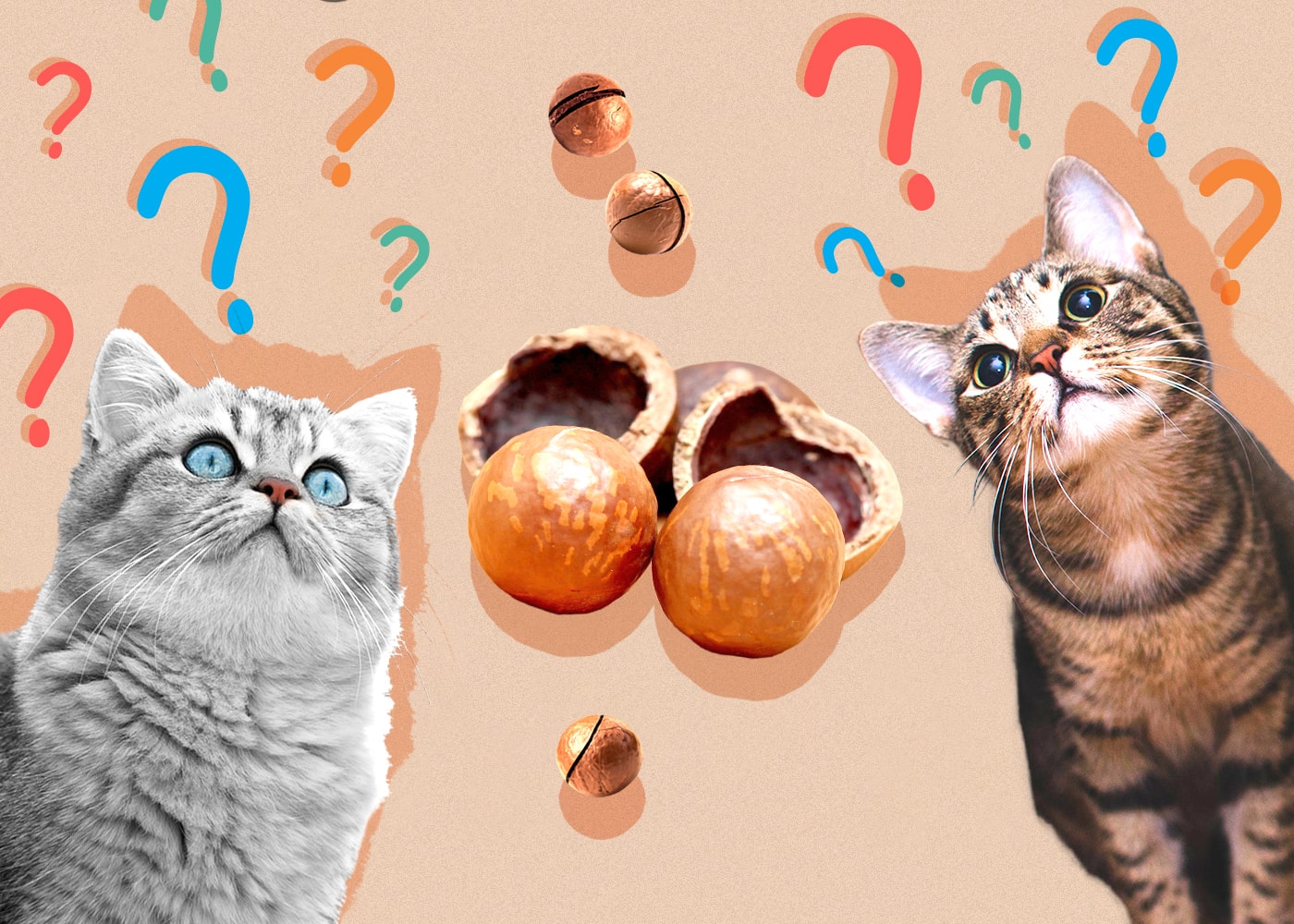 Can Cats Eat macadamia-nuts
