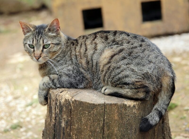 mackerel tabby cat outdoors