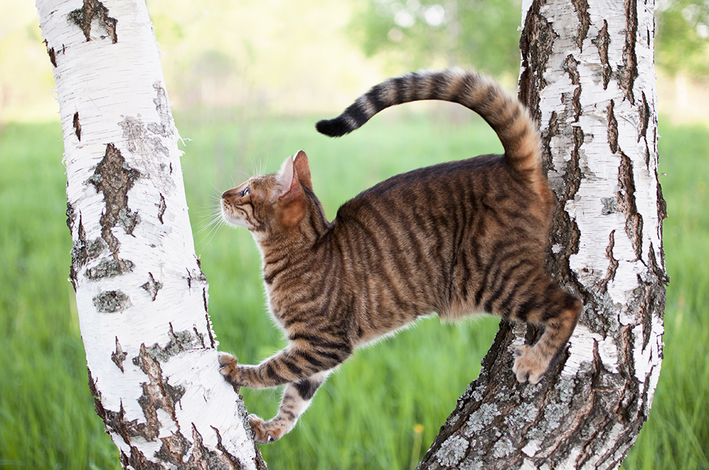 mackerel tabby toyger cat climbing a tree