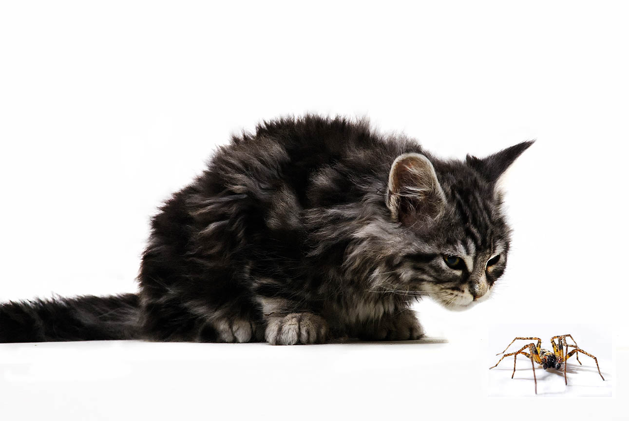 maine coon looking at a spider