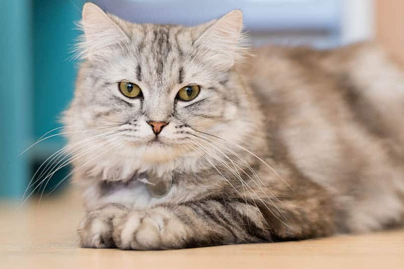 maine coon american shorthair cat mix on the floor