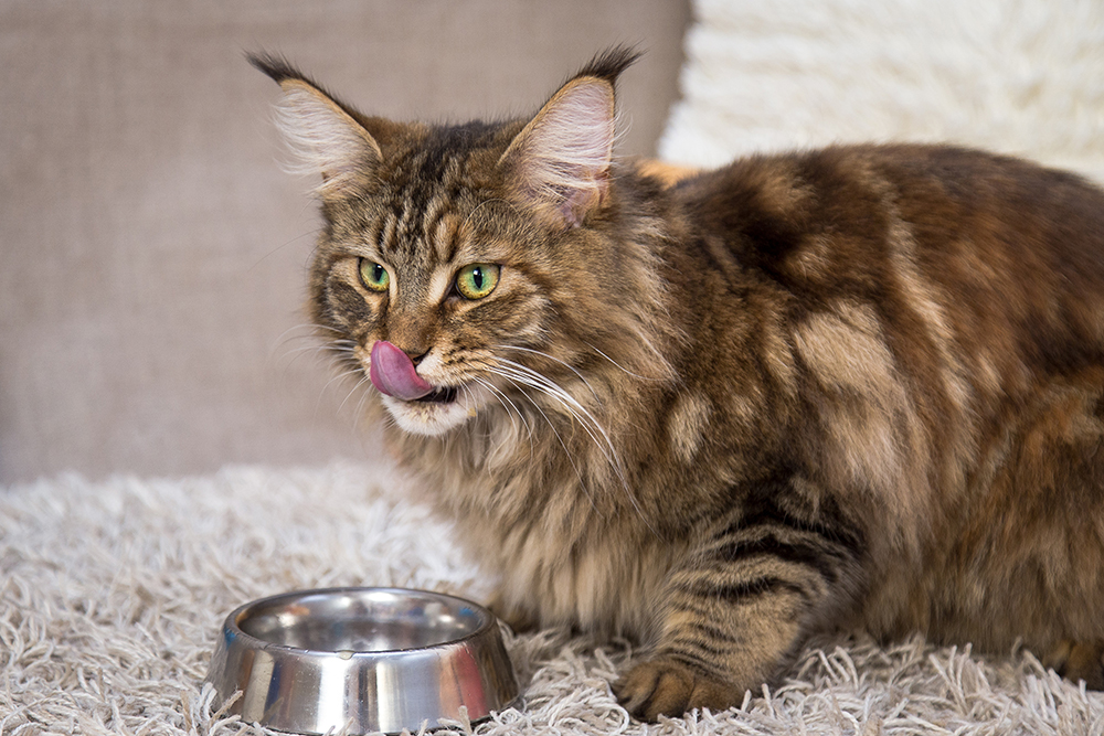 Munchkin Maine Coon Cat Mix Pictures Info Temperament Traits Catster