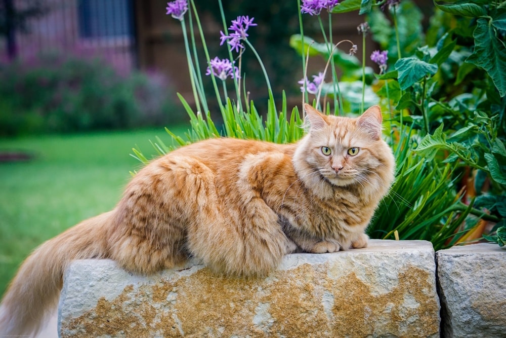 maine coon cat in the garden