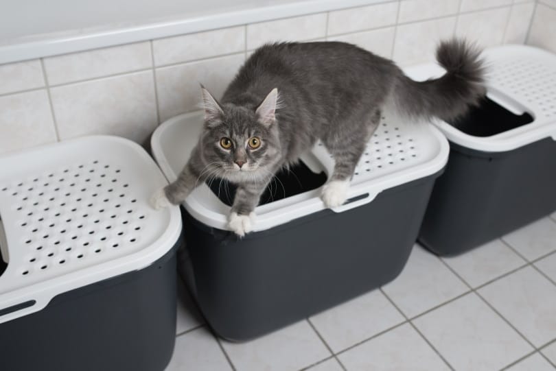 maine coon cat standing on top of litter box