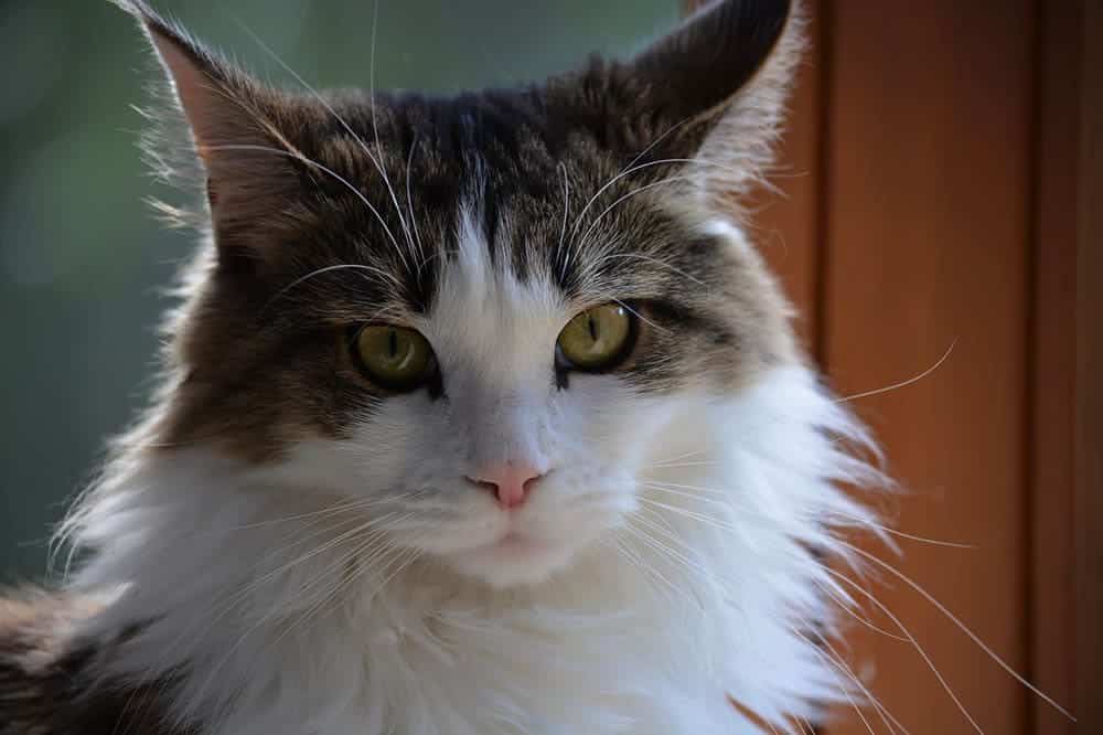 maine coon close up