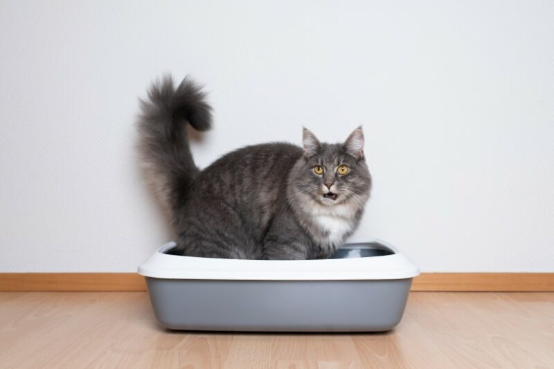 maine coon inside litter box