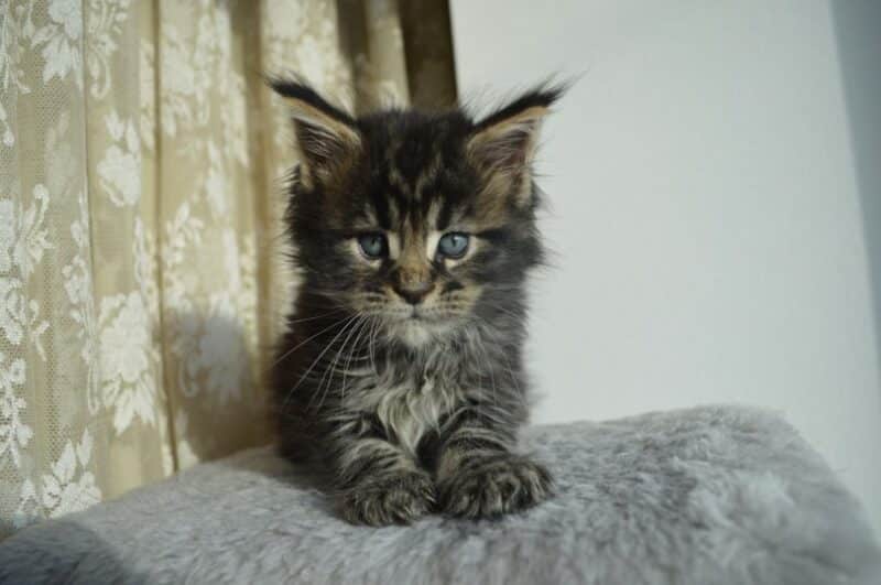 maine coon kitten