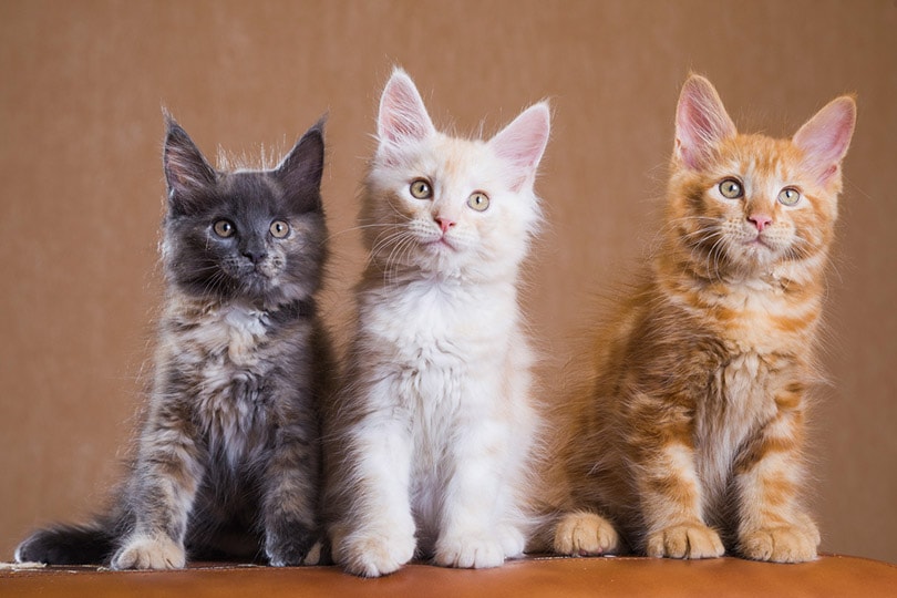 maine coon kittens in brown background