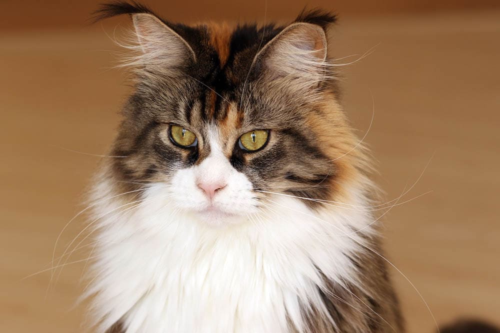 maine coon looking away