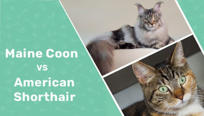 maine coon vs american shorthair featured image