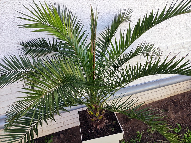 majesty palm plant in a pot