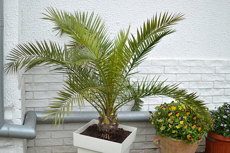majesty palm plant outside the house