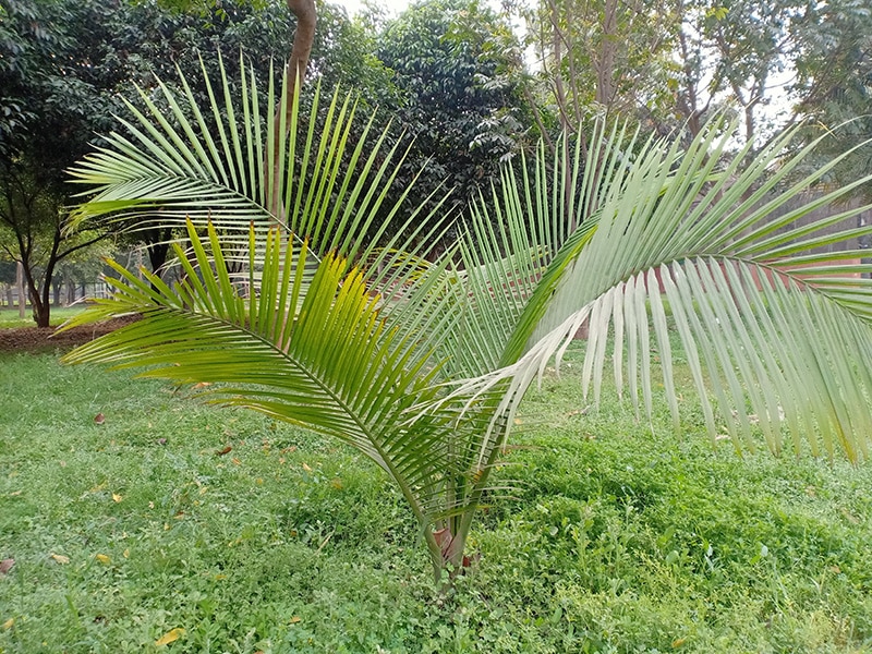 majesty palm plant