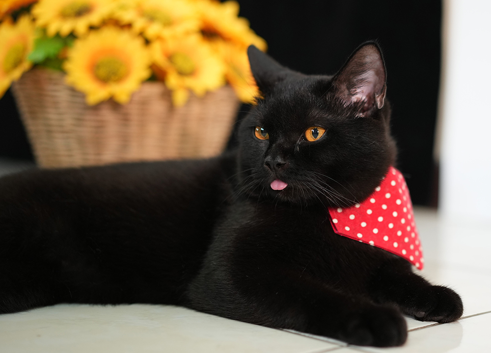 male black British Shorthair cat