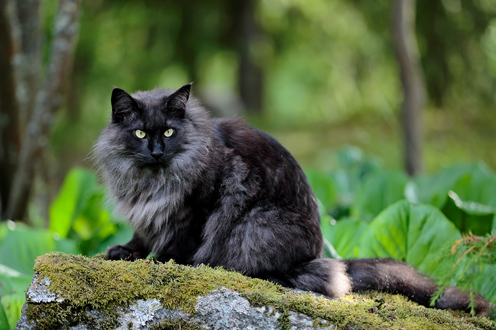 male black smoke Norwegian forest cat