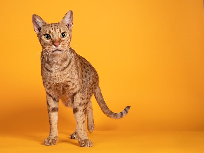 male Ocicat cat on orange background