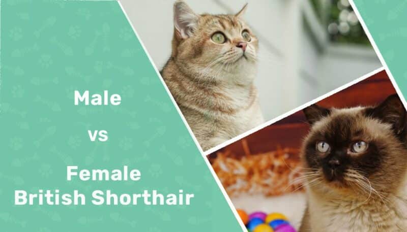 male vs female british shorthair feature