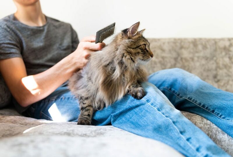 man brushing norwegian forest cat