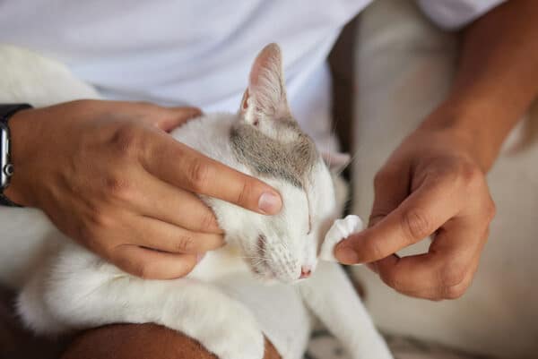 man cleaning his cat using cotton pad