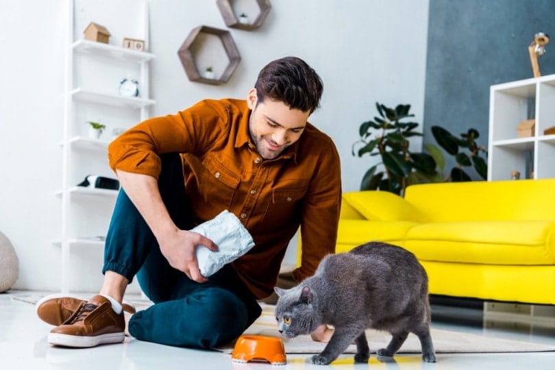 man feeding british shorthair cat