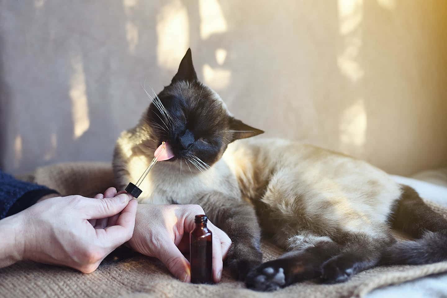 Man giving CBD oil to a cat