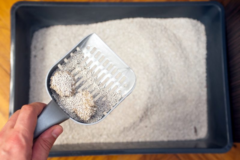 man holding a plastic shovel is removing cat poop from the litter