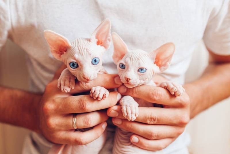 man holding two cute canadian sphynx kittens