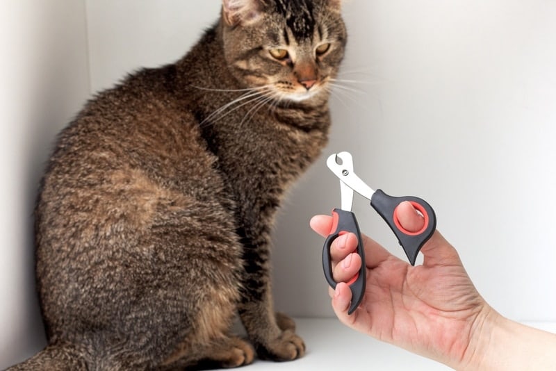 man holdint feline  nail trimmer