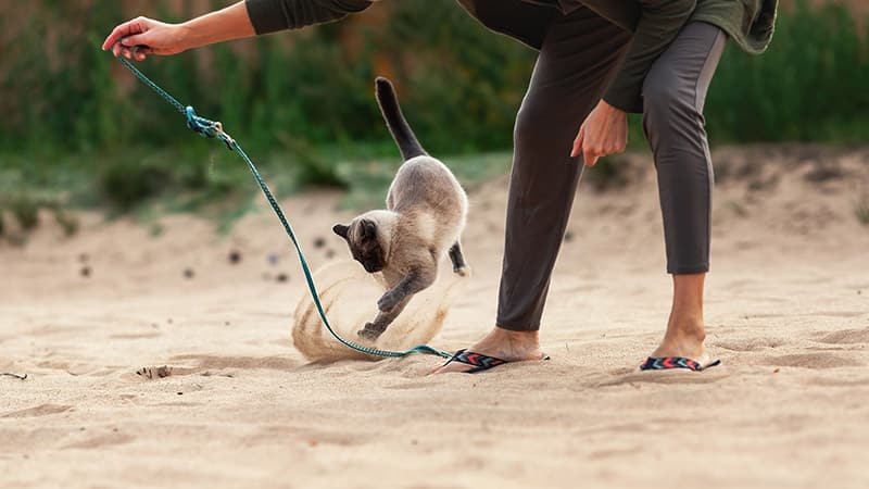 man playing with cat on the sand