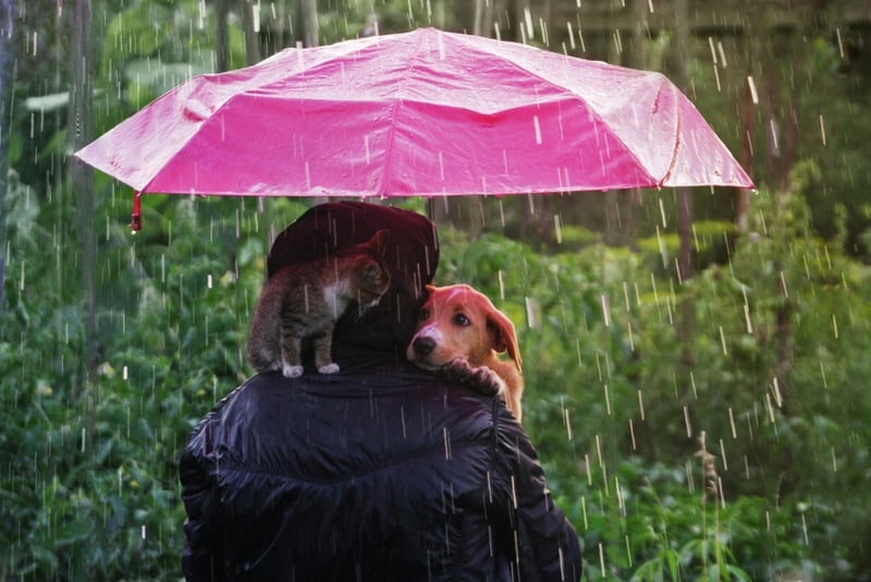man with cat and dog in the rain