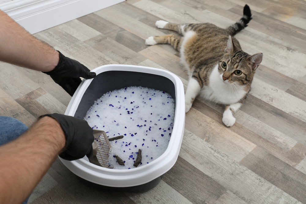 man with gloves cleaning cat litter box and cat lying on the floor