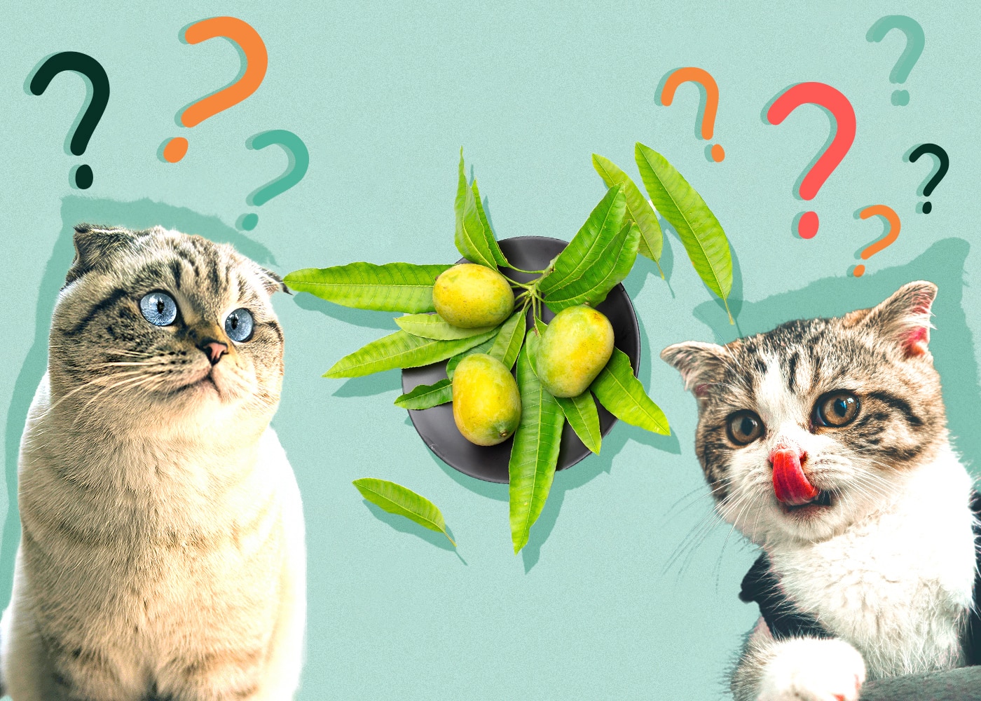 Can Cats Eat Mango