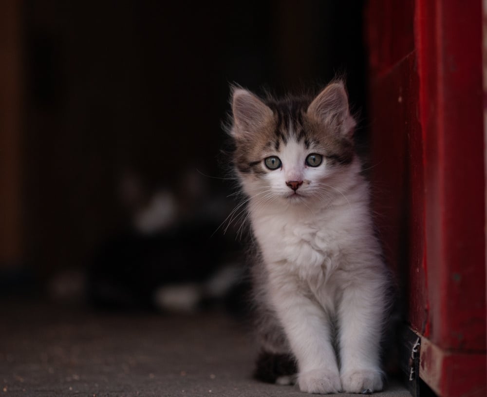 manx cat kitten