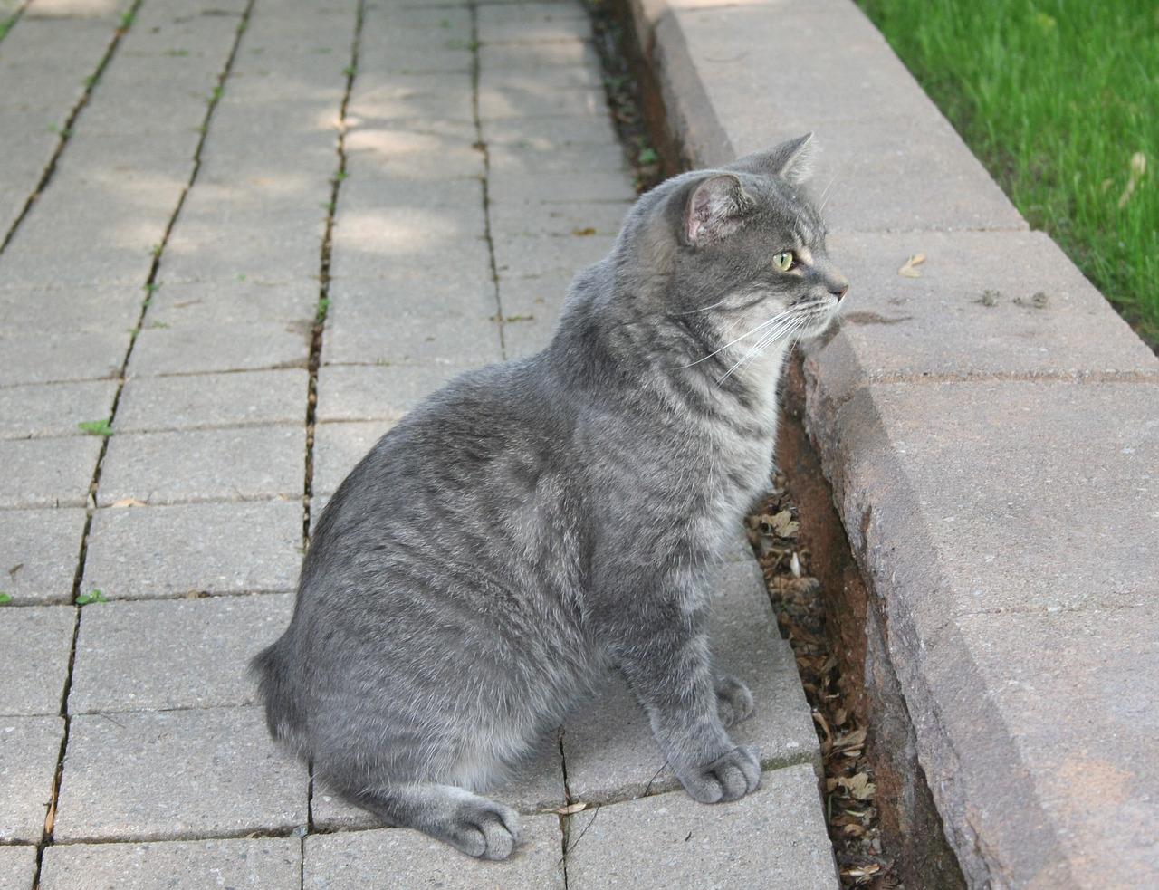 manx cat sitting outdoor