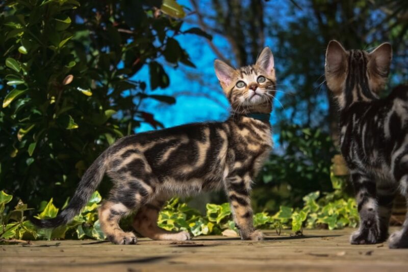 marble bengal kittens outdoor