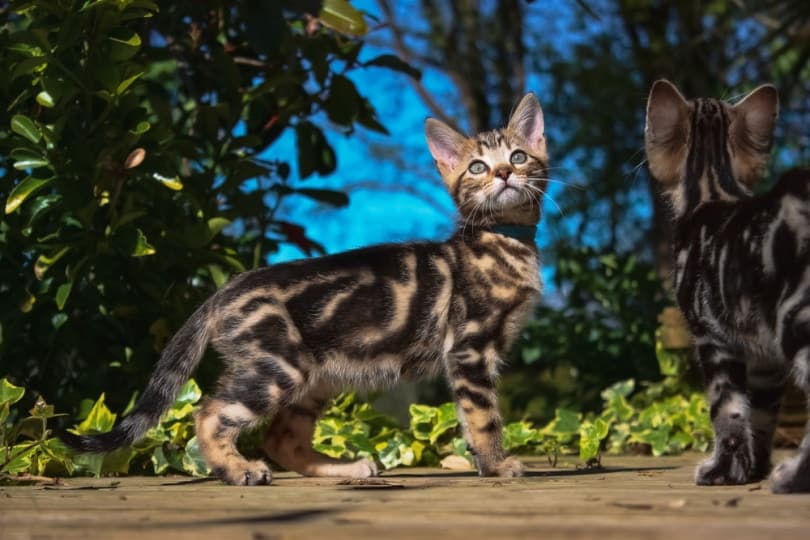 marble bengal kittens outdoor